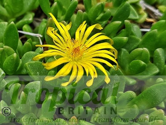 Delosperma nubigenum