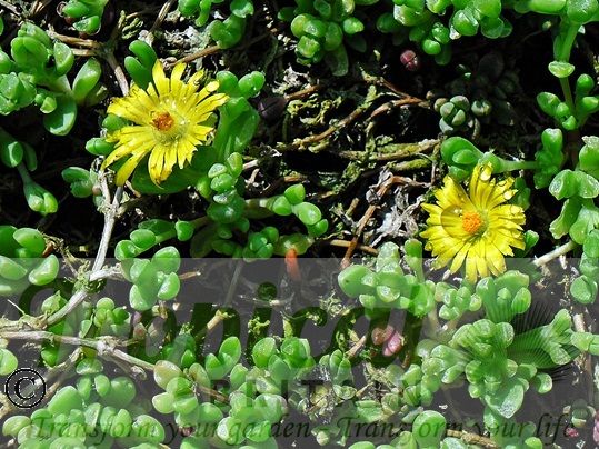 Delosperma nubigenum