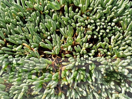 Delosperma sphalmanthoides