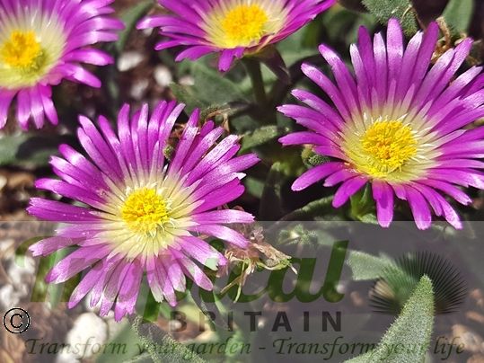 Delosperma sutherlandii