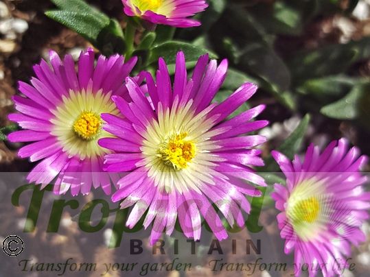 Delosperma sutherlandii