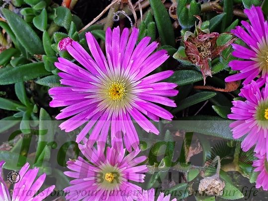 Delosperma sutherlandii