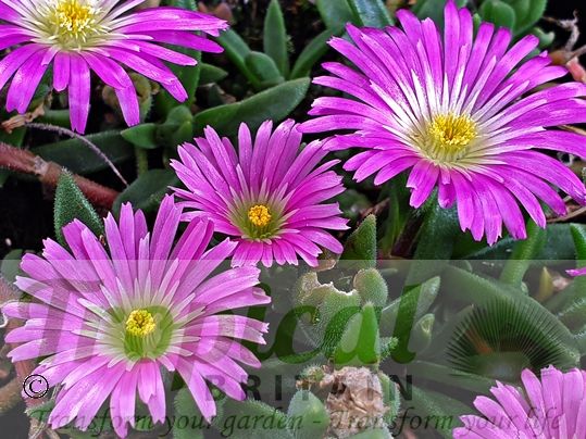 Delosperma sutherlandii
