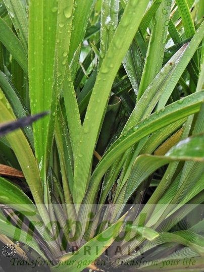 Dianella nigra