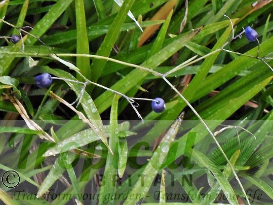 Dianella nigra