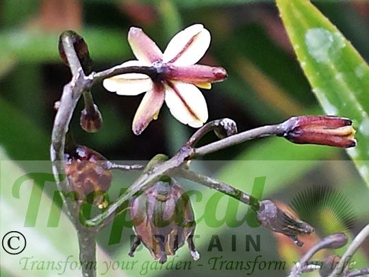 Dianella nigra