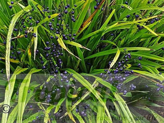 Dianella nigra