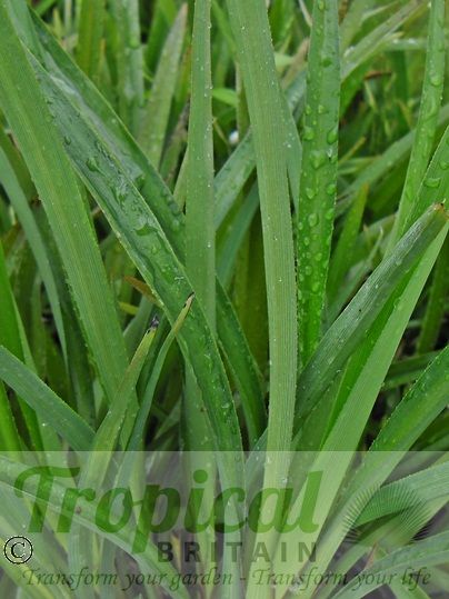 Dianella nigra