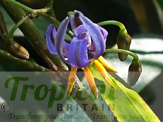 Dianella tasmanica