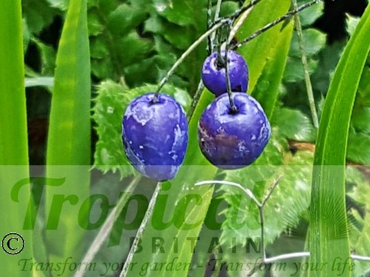 Dianella tasmanica