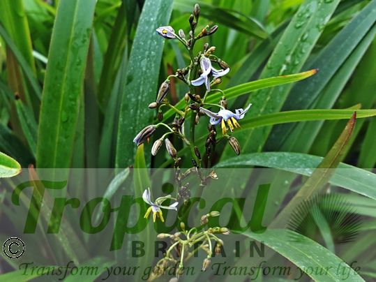 Dianella tasmanica