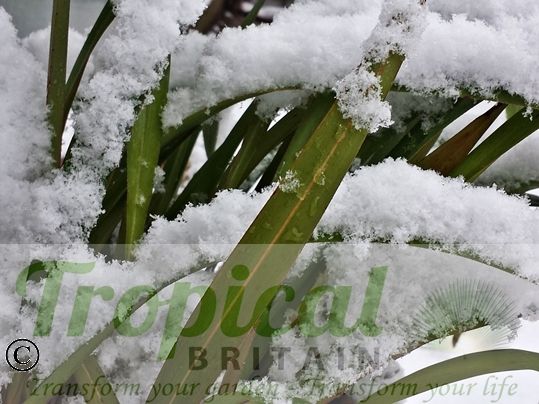 Dianella tasmanica in the snow