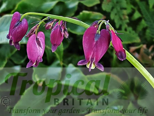 Dicentra formosa 'Bacchanal'