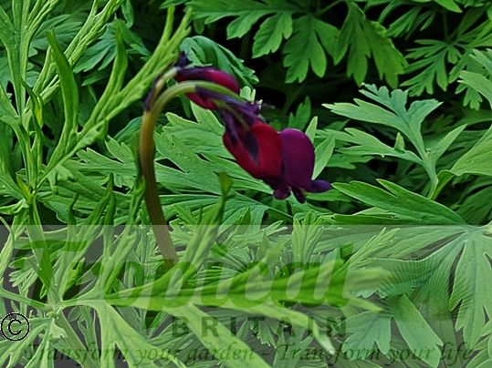 Dicentra formosa 'Bacchanal'