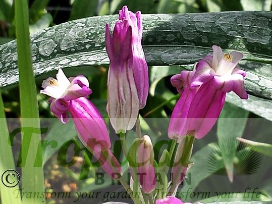 Dichelostemma 'Pink Diamond'