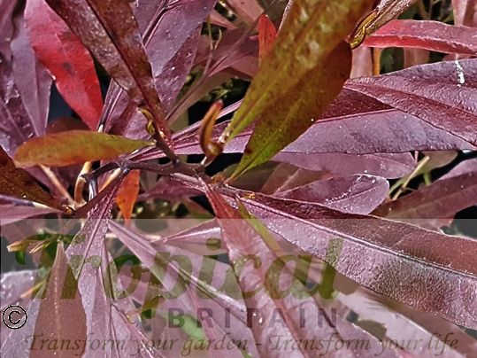 Dodonaea viscosa 'Purpurea'