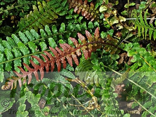Blechnum medium (Syn: Doodia media)