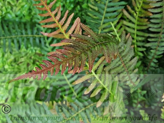 Blechnum medium (Syn: Doodia media)