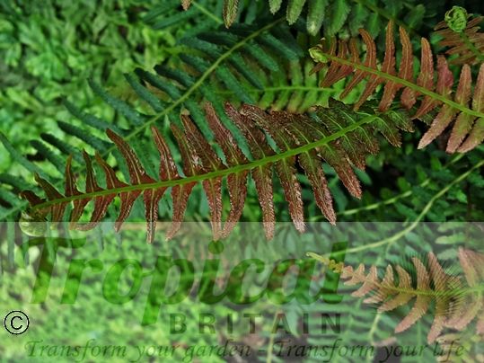 Blechnum medium (Syn: Doodia media)