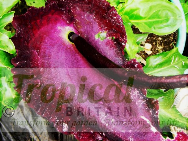 Dracunculus vulgaris