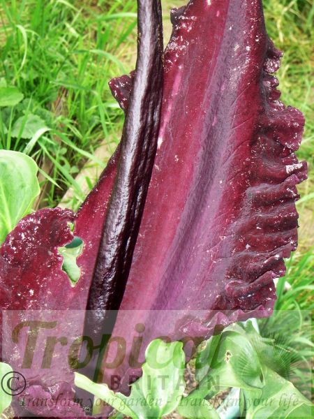 Dracunculus vulgaris - inflorescence