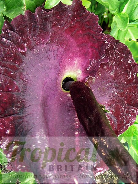 Dracunculus vulgaris - a disquieting presence