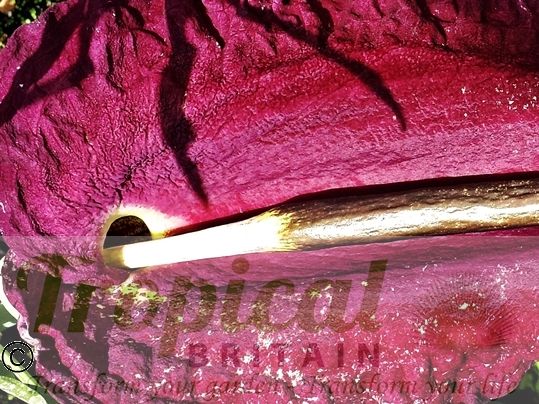 Dracunculus vulgaris