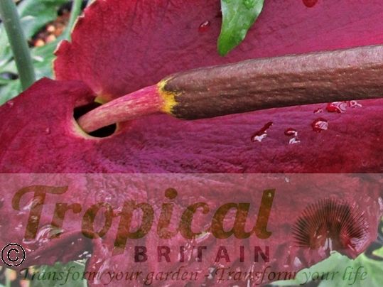 Dracunculus vulgaris