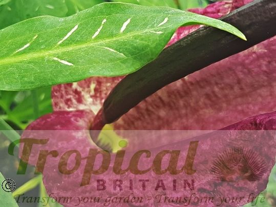 Dracunculus vulgaris