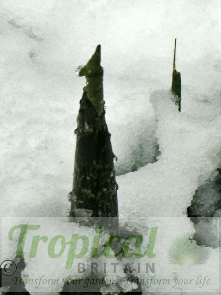 Dracunculus vulgaris - strong shoots pushing through a late snow