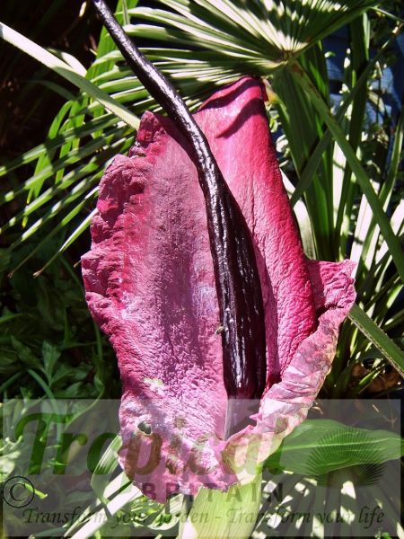 Dracunculus vulgaris - the Dragon Lily
