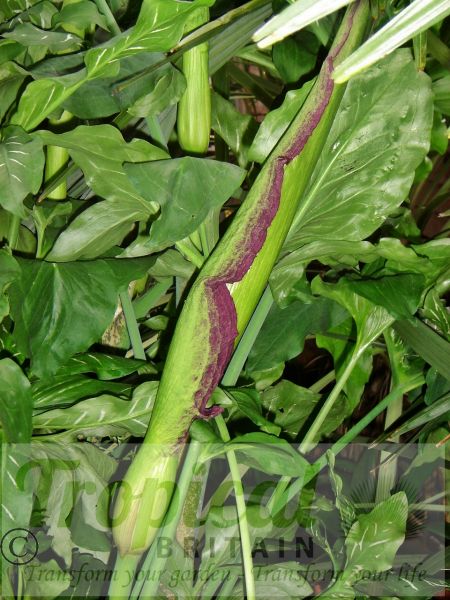 Dracunculus vulgaris - unfolding bud