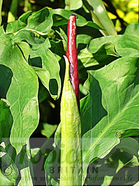 Dracunculus vulgaris - ready to unfold