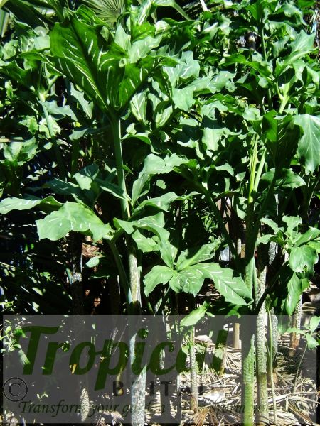 Dracunculus vulgaris - speckled pseudostems and foliage