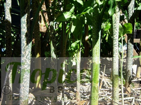 Dracunculus vulgaris - pseudostems