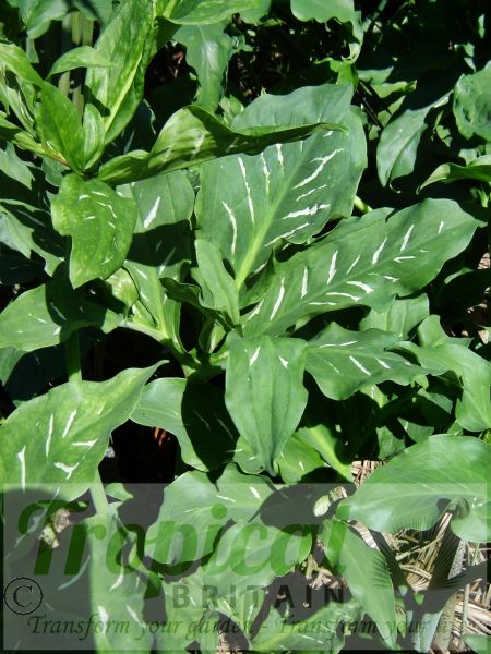 Dracunculus vulgaris - foliage