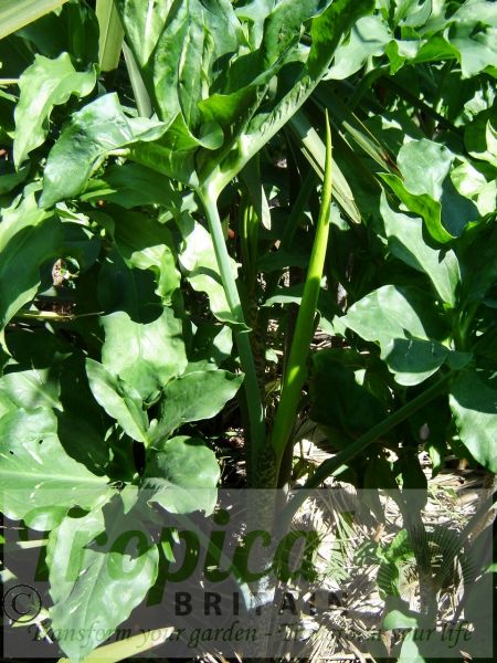 Dracunculus vulgaris - new bud