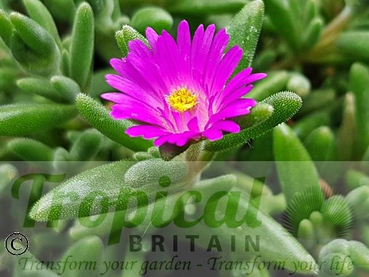 Drosanthemum hispidum