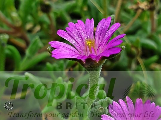 Drosanthemum hispidum