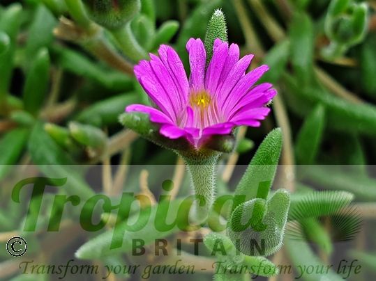 Drosanthemum hispidum