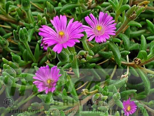 Drosanthemum hispidum
