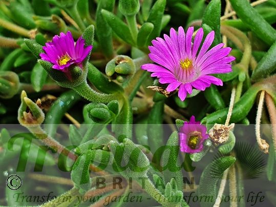 Drosanthemum hispidum