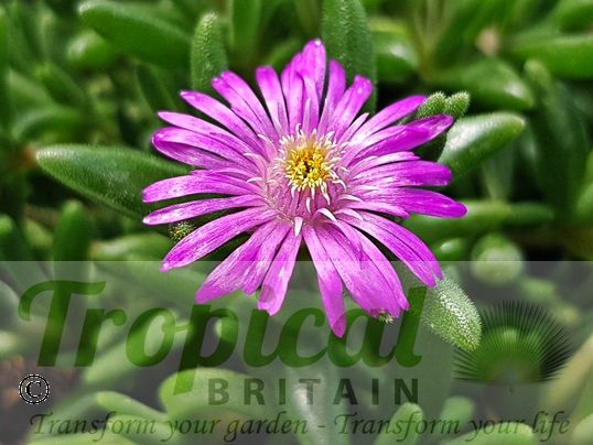Drosanthemum hispidum