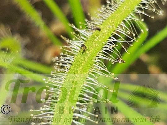 Drosera capensis 'Alba'