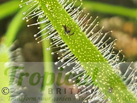 Drosera capensis 'Alba'