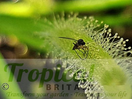 Drosera capensis 'Alba'
