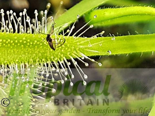Drosera capensis 'Alba'
