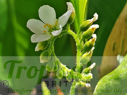 Drosera capensis 'Alba'