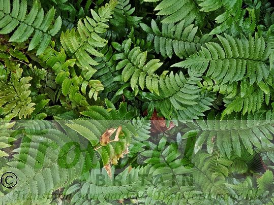 Dryopteris atrata