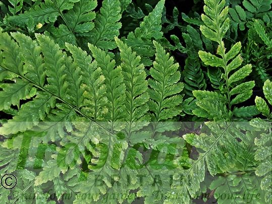 Dryopteris erythrosora